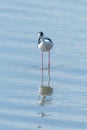 Black Winged Stilt in Water Himantopus himantopusÃÂ Wader Bird Stilt Royalty Free Stock Photo